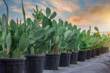 Large bush shaped plants in large pots lined up grown for sale at a garden center.