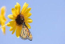 A Monarch Butterfly With Wings Closed Collects Nectar From A Common Sunflower On A Bright Autumn Day With Clear Blue Sky In The Background.