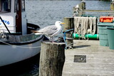 Fototapeta  - Impressionen aus dem Hafen von Wiek auf der Insel Rügen