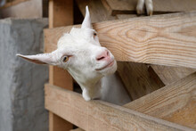 Goat On A Rural Farm Close-up. A Funny Interested White Goat Without A Horn Peeks Out Through A Wooden Fence. The Concept Of Farming And Animal Husbandry. Agriculture And Production Of Dairy Products.