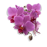 Fototapeta Storczyk - flower of the phalaenopsis orchid. Png file