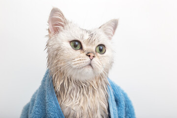 Wet white cute cat, after bathing, wrapped in a blue towel