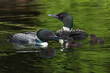 family of loon in water during summer