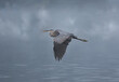 heron flying in nature during summer