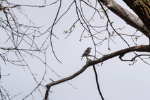A Red-bellied Woodpecker Perched In A Tree In Spring