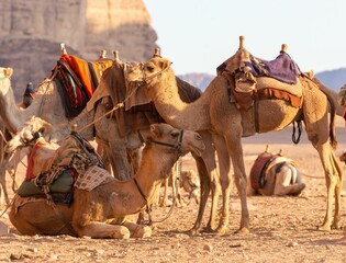 Wall Mural - Herd of camels having a rest in the desert on the background of a huge canyon