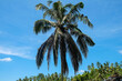 Green juicy palm trees against a beautiful blue sky. Paradise Island Bali