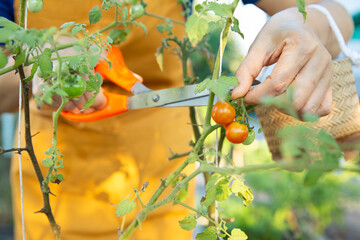 Harvest  garden red juicy fresh tomato at home with touching hand,Healthy organic food