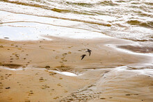 Footprints On A Beach At Trebetherick In Cornwall As Plovers Fly Across It