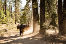 Horses On A Dusty Trail