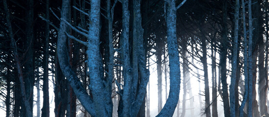 Wall Mural - Closeup on misty light shinning behind the Oregon Trees, with light and shadows interacting with the forrest. 