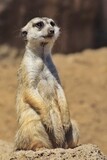 Fototapeta Sawanna - meerkat on guard