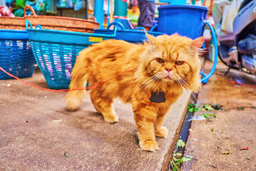 Canvas Print - The fluffy red cat on a lead in Wang Burapha Phirom market, Bangkok, Thailand