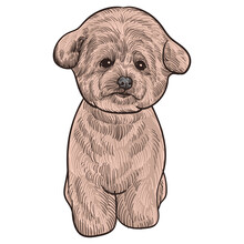 Vintage Hand Drawn Sketch Colored After Grooming Puppy