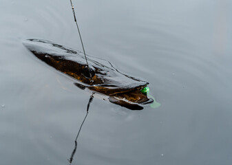 Catching A Pike Fish