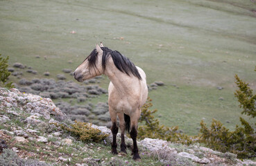 Light tan buckskin wild horse stallion standing on ridge in the Rocky mountains in western United States