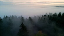 Foggy morning over a dark autumn forest