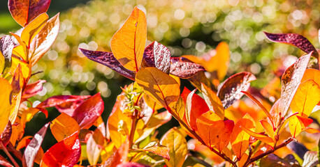 Wall Mural - Red and yellow leaves on the branches of a shrub in the garden. Blurred autumn background