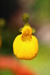 Pantofelnik dwukwiatowy Goldcap Calceolaria biflora