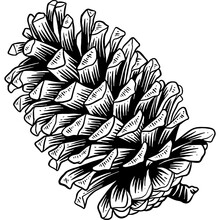 Hand Drawn Pine Cone Sketch Illustration