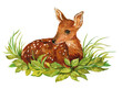 baby deer watercolor