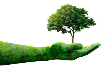 Environment earth day, Hands from nature holding young plant with sunlight and human hands protecting nature on green nature background, Forest conservation concept, Ecology and Nature concept.