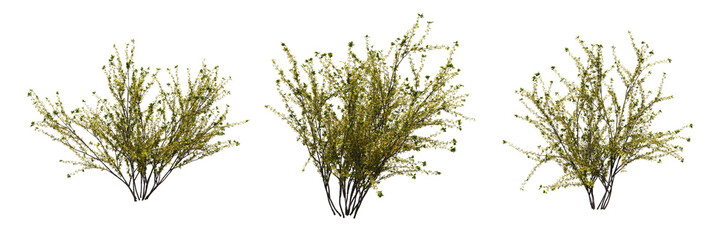 Wall Mural - bush isolate on a transparent background, 3D illustration, cg render