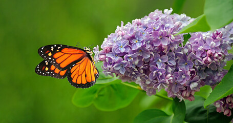 Aufkleber - bright orange monarch butterfly on a lilac flower in the garden.
