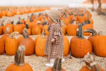 A small blond child in a plaid brown autumn dress and a beige straw hat picks a pumpkin at a pumpkin farm in autumn for Halloween. In a beautiful field with hay.