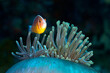 Nemo Pink Skunk Clownfish in Bubbletip Anemone