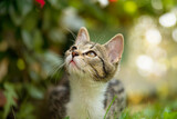 Fototapeta Psy - Tabby kitten in a summer garden
