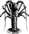 PNG engraved style illustration for posters, decoration and print. Hand drawn sketch of spiny lobster in monochrome isolated on white background. Detailed vegetarian food drawing.	
