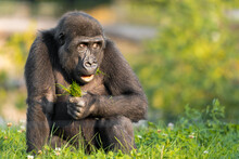 Gorilla Baby Sitting In The Grass And Eating. High Quality Photo With Blur Bokeh Background. Autumn.
