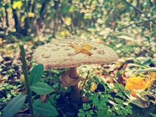 Canvas Print - Autumn scenery. Yellow leaf fall on white mushroom