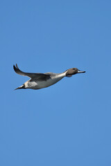 Wall Mural - northern pintail in flight