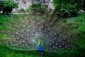 Sticker - Peacock with fanned tail in Wilhelm zoo, Stuttgart, Germany.