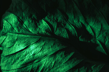 Aufkleber - Close up Beautiful abstraction  leaf texture in green neon light. Minimalism retro style concept. Background pattern for design. Macro photography view.