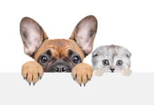 French Bulldog Puppy And Tiny Kitten Looks Above Empty White Banner. Isolated On White Background