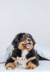 Aufkleber - Young bernese mountain dog puppy hugs tiny kitten under warm blanket on a bed at home. Pets look up together on empty space