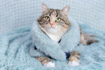 Wall Mural - Сat in a beautiful fur coat lies and rests on a blanket. Clothing for animals and pets. Cat looks to the camera. Beautiful Kitten. Kitten with big green eyes. Pet. Without people. Animal background. 