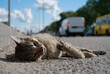 Cat ran across roadway and was hit by car. Dead cat lies on highway, cars drives