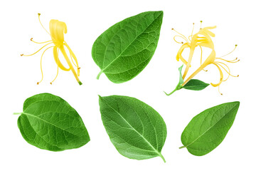 Fresh honeysuckle leaf isolated on white background with full depth of field. Top view. Flat lay.