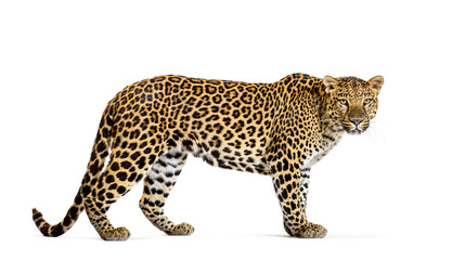 Wall Mural - Portrait of leopard standing a looking at the camera, Panthera pardus, against white background