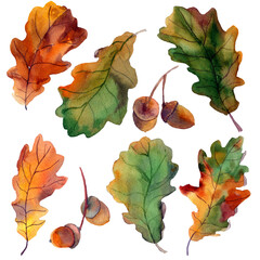 Watercolor set of autumn oak leaves and acorns isolated on white background. Illustration of brown, green, orange leaf in natural style, Design for covers, packaging, labels, season offer.