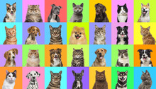 Collage Of Multiple Headshot Photos Of Dogs And Cats On A Multicolored Background Of A Multitude Of Different Bright Colors.
