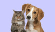 Cat and dog together looking at the camera on colored background