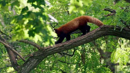 Wall Mural - Cute red panda walking on the green tree