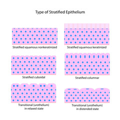 Wall Mural - Type of Stratified Epithelium	