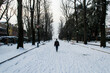 Una persona cammina in un viale alberato di Venezia coperto dalla neve in un giorno d'inverno
