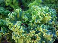Kale Plant Or Leaf Cabbage Leaves From Close, Kale Leaf Texture In Sunlight